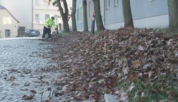 Města bojují s tunami listí. Kompostárny nestíhají