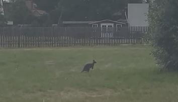 Na Chomutovsku se potuluje klokan. Lidé je tam už ale potkávají běžně