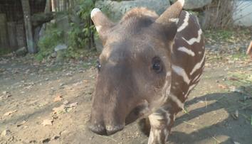 Malý tapír Carlos je novým přírůstkem jihlavské ZOO