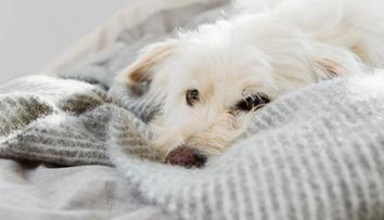 Tajemství psí náklonnosti. Veterinář vysvětlil, jak poznat, že vás má pes rád