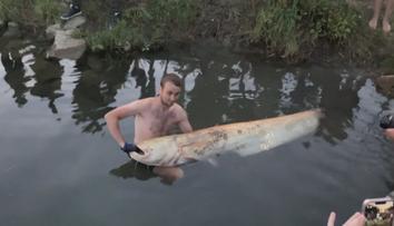 Táborníci z Otrokovic ulovili vzácného sumce. Vážil přes 60 kg a měřil 2 metry