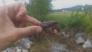 Záchranná akce vzácného raka: Vymírá kvůli račímu moru