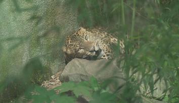 V ústecké zoo otevřeli pavilon šelem. Návštěvníci tam uvidí i nové přírůstky