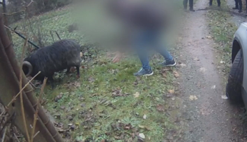 Berani v Brně utíkali z farmy i obory. Strážníci je třikrát odchytávali