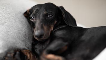 Neignorujte rýmu u svého mazlíčka. Může značit vetší problém, tvrdí veterinářka