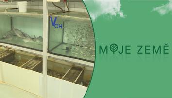 Z českých vod mizí ryby. Vědci studují nové způsoby chovu