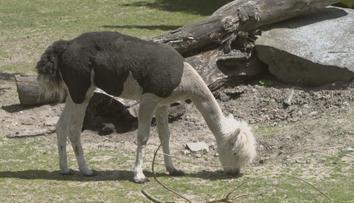Zvířata v zoo dostala letní sestřih. Slunné dny tráví převážně ve stínu
