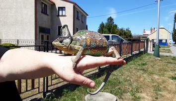To tu ještě nebylo! Hasiči zachraňovali chameleona z elektrických drátů