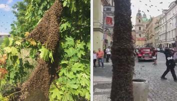 Usadil se vám roj včel na zahradě? Hasiče volejte, když jde o život