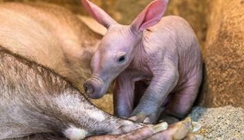 Mládě hrabáče narozené v pražské zoologické zahradě je holka!