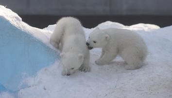 VIDEO: Mláďata ledního medvěda si hrají v ruské zoo