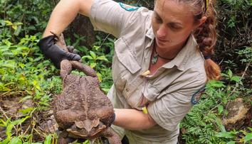 V Austrálii našli obří ropuchu, mohlo by jít o rekordní exemplář