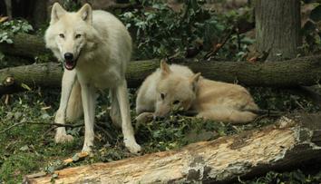 Z brněnské zoo utekla smečka vlků, podhrabali se pod plotem