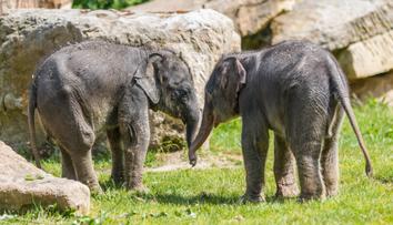 V pražské zoo pokřtili dvě letošní slůňata. Dostala krásná jména