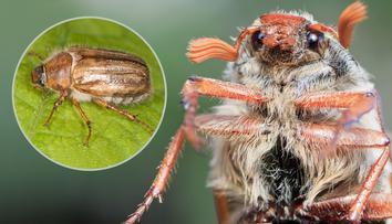 Češi se děsí kalamity chroustů! Entomolog řekl, jak lidem škodí