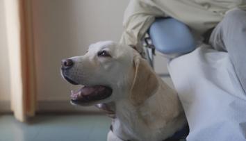 Řecko vsadilo na psí terapii. Onkologickým pacientům pomáhá labrador