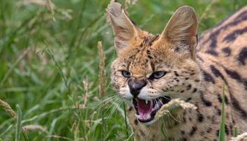 Veterináře šokovala nebezpečná šelma v obýváku. Serval do bytu nepatří, varují