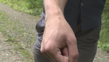 Proč komáři útočí právě na vás? Důvodů může být několik