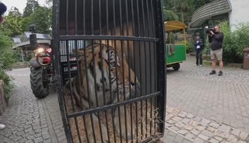Zabavený tygr odchází ze zoo v Liberci. Stěhuje se do Nizozemí
