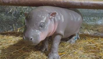 Mládě hrošíka liberijského je hitem jihlavské zoo. Samička dělá velké pokroky