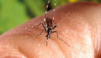 Změny klimatu nahrávají viru zika! Může se rozšířit do Evropy