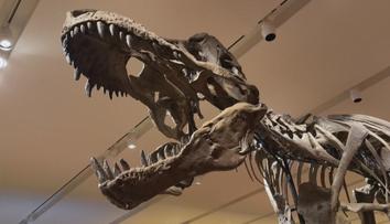 Lidé mají jedinečnou možnost. V aukci se bude dražit kostra Tyrannosaura rexe