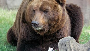 Smutná zpráva z brněnské zoo! Starého medvěda museli utratit