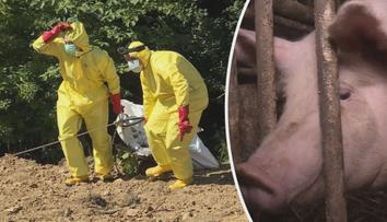 Veterinární správa bije na poplach. Hrozí vybíjení prasat kvůli africkému moru