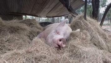 Lidé si oblíbili chov miniprasátek. Ta mohou ale několikanásobně vyrůst