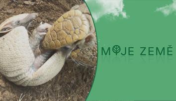 Liberecká zoo slaví: Páru pásovců se narodilo mládě