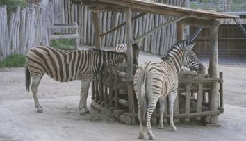 Jihlavská zoo přišla o tři zebry. Dvě samice odjely, třetí zahynula při porodu