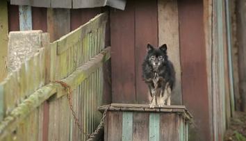 Veterináři odhalili letos už desítky případů týrání zvířat. Majitelům hrozí vysoké pokuty