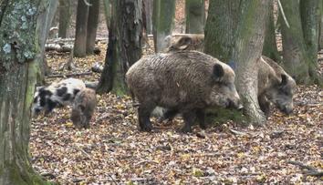 Pseudovzteklina se objevila i mezi divočáky na Vyškovsku