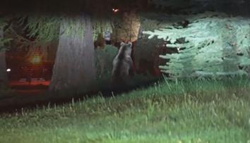 Medvědice se toulala centrem města, dostala se až do skladu s pivem!