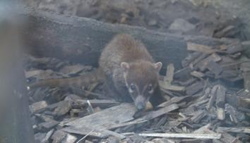 Vzácný přírůstek v jihlavské zoo. Narodil se tam nosál bělohubý
