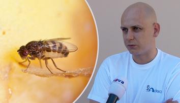 Jak se doma zbavit otravných octomilek? RADY ODBORNÍKA