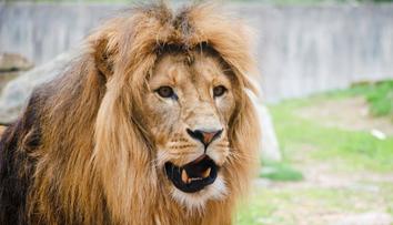 Zlínská zoo zuří. Do výběhu lvů někdo hodil lahev, hrozí jim vážné zdravotní potíže
