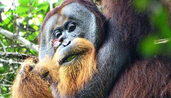 Orangutan si sám vyléčil zranění na hlavě, něco takového vědci ještě neviděli