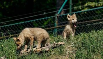 Chlupatá radost v Brně. V zoo se narodila dvě štěňata vlků arktických