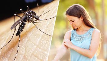 Poblíž Česka se připravují na invazi komára tygrovaného. Může přenášet virus Zika