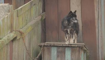 Konec řetězů a uvazování psů. Začne platit novela veterinárního zákona