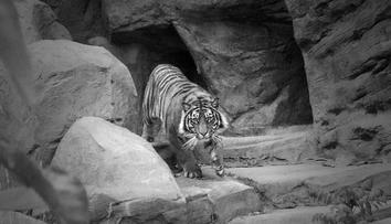 Brněnská zoo přišla o ikonickou tygřici. Rozhodli jsme se pro eutanázii, oznámila