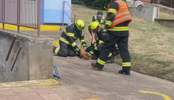 V Třebíči strážníci odchytávali srnu. Zaběhla se do zahrady školky