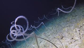 Vědci se chystají prozkoumat záhadné dno Indického oceánu