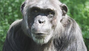 V plzeňské zoo zemřel vůdce šimpanzí tlupy Bask, měl slabé srdce