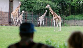Nezabíjejte naše zvířata. Ostravská zoo ukázala šokující záběry návštěvníků