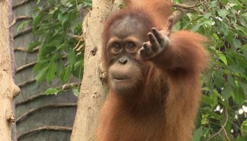 Pražská zoo hledá nového ředitele. Přihlásit se měl i bývalý ministr