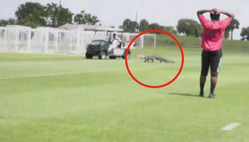 VIDEO: Fotbalistům Toronta se po trávníku proháněl aligátor