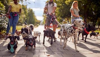 Veterinář prozradil, kterých pět psích plemen by si nikdy nekoupil. A řekl i proč