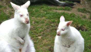 Kontroverzní krok české zoo. Nabídla lidem na sociálních sítích svá zvířata